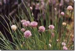 Alium (Flowering Onion)