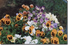 Pansies
