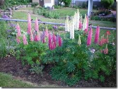 Lupines