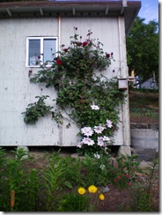 Rose and Clematis