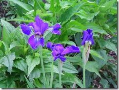 Garden Flowers