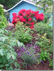 Red Rhodedendron