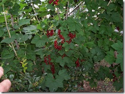 Currants