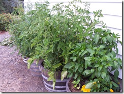 Tomatoes