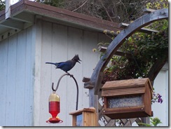 Stellar's Jay