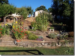 Corn in Garden