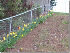 Tulips and Crocus