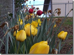 Tulips and Crocus