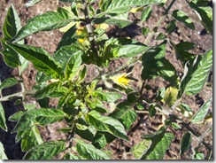 Tomato Blossom