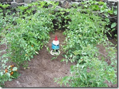 Tomatoes and Gnome