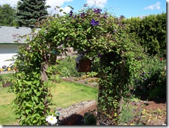 Clematis