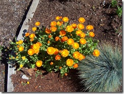 Calendula (Hummingbird Favorite)
