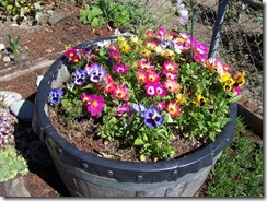 Planted Whiskey Barrel
