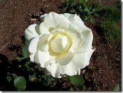 Creamy Rose