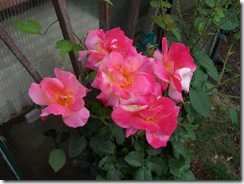 Joseph's Coat Rose