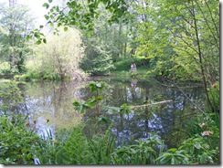 Swan Pond