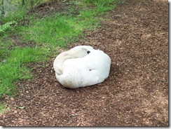 Sleeping Swan