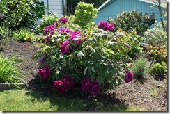 Peony
