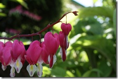 Bleeding Heart