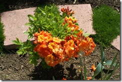 Azalea