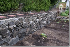 Wall with English Ivy removed