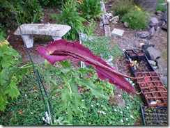 Dragon Arum